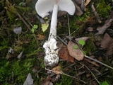Amanita vaginata f. alba image