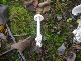 Amanita vaginata f. alba image