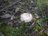 Amanita vaginata f. alba image