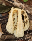 Blumenavia rhacodes image