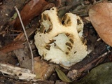 Blumenavia rhacodes image