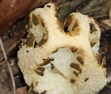 Blumenavia rhacodes image