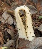 Blumenavia rhacodes image