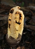 Blumenavia rhacodes image