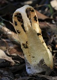 Blumenavia rhacodes image