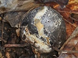 Blumenavia rhacodes image