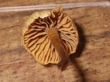 Galerina nana image