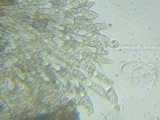 Entomophthora muscae image
