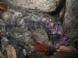 Peziza tenacella image