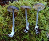 Leptonia decolorans image
