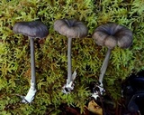 Leptonia decolorans image