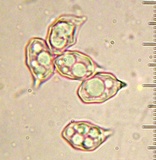 Leptonia decolorans image