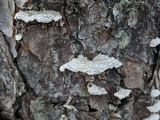 Trichaptum abietinum image
