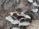 Trichaptum abietinum image
