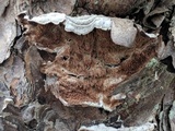 Trichaptum abietinum image