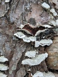 Trichaptum abietinum image