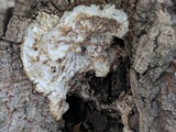 Oxyporus populinus image