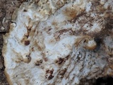 Oxyporus populinus image