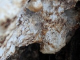 Oxyporus populinus image