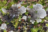 Peltigera membranacea image