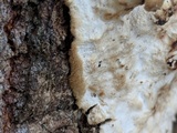 Oxyporus populinus image