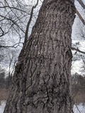 Oxyporus populinus image