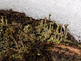Cladonia fimbriata image