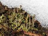 Cladonia fimbriata image