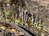 Cladonia subulata image
