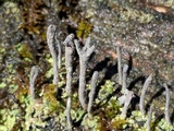 Cladonia subulata image