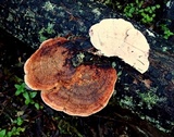 Rhodofomes cajanderi image