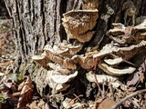Trametes hirsuta image