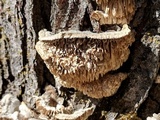 Trametes hirsuta image