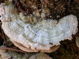 Trametes hirsuta image