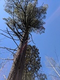 Trichaptum abietinum image