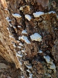 Trichaptum abietinum image