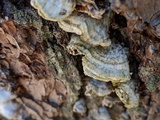 Trichaptum abietinum image