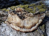 Bjerkandera adusta image