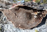 Bjerkandera adusta image