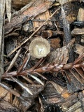 Cyathus olla image