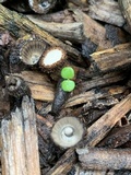 Cyathus olla image