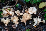 Gloeocantharellus pallidus image