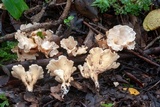 Gloeocantharellus pallidus image