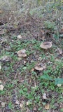 Pleurotus eryngii image