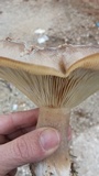 Pleurotus eryngii image