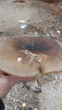Pleurotus eryngii image