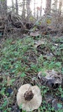 Pleurotus eryngii image