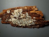 Postia sericeomollis image