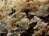 Postia sericeomollis image