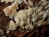 Postia sericeomollis image